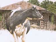 Painting by Eddie Flotte: Cow Solo