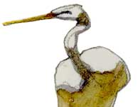 Egret 1 Painting by Eddie Flotte: Egret 1