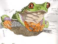 Painting by Eddie Flotte: Sketches of Frogs