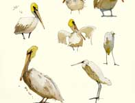 Painting by Eddie Flotte: Sketches of Pelicans