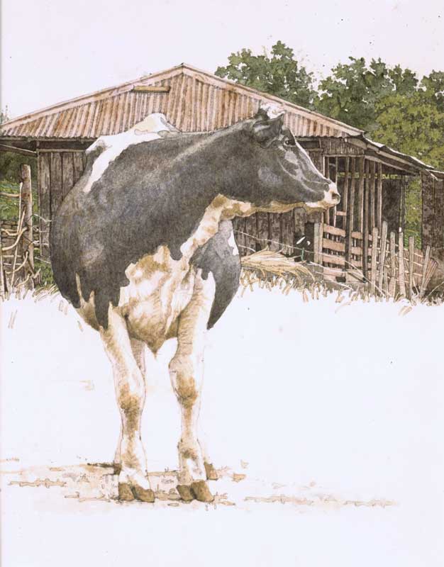 Cow Solo by Eddie Flotte