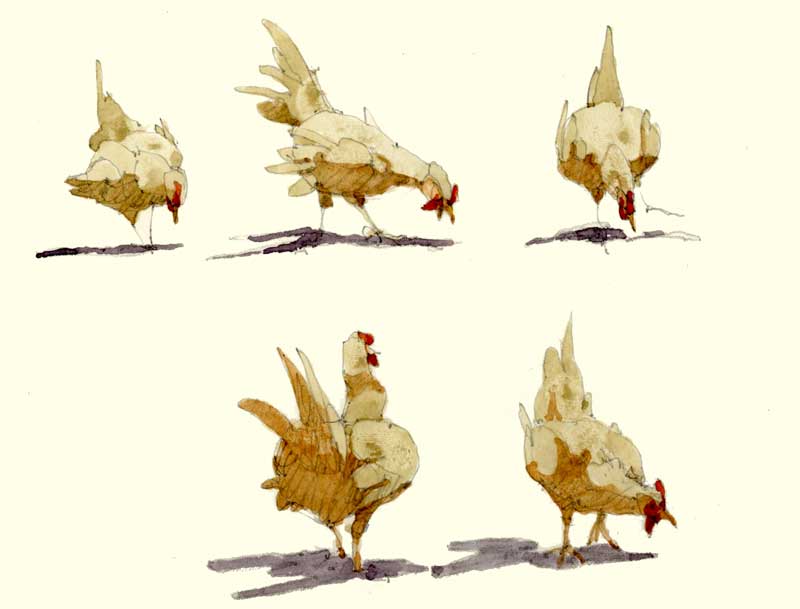 Sketches of Chickens by Eddie Flotte
