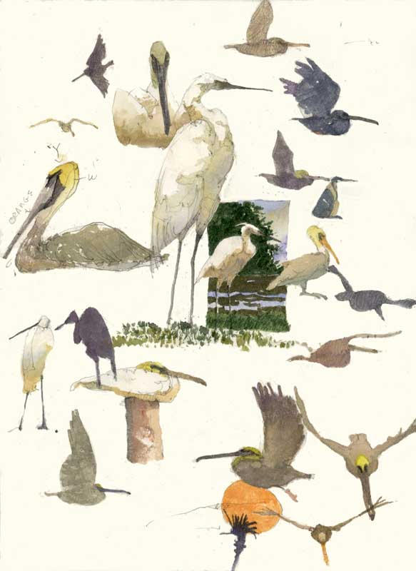 Sketches of Pelicans and Egrets by Eddie Flotte