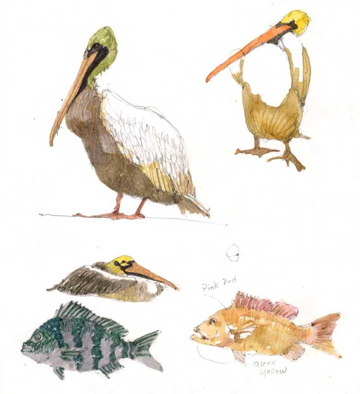 Sketches of Pelicans and Fish by Eddie Flotte