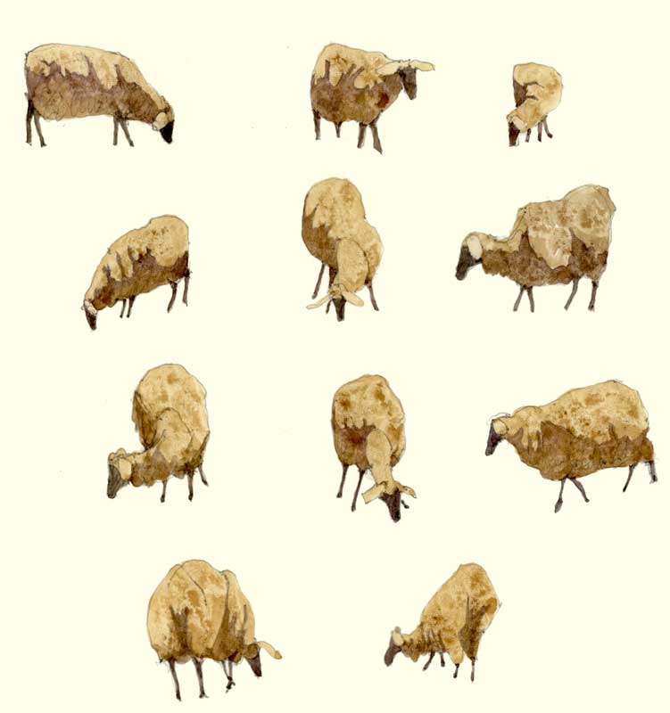 Sketches of Sheep by Eddie Flotte