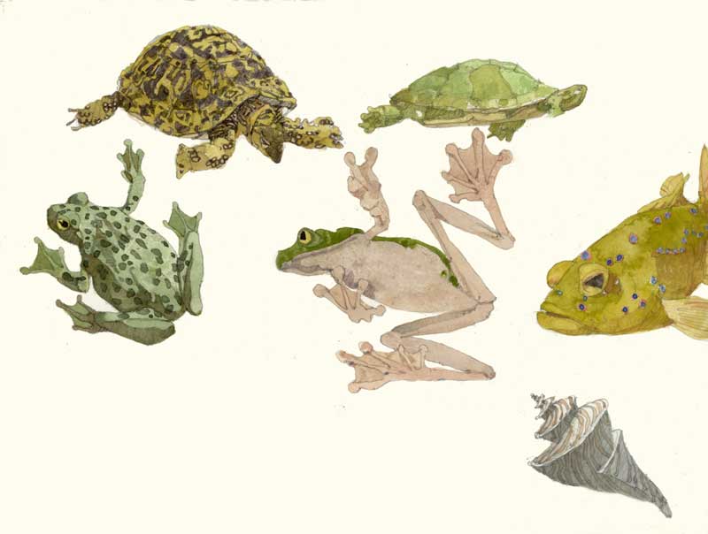 Sketches of Turtles and Frogs by Eddie Flotte